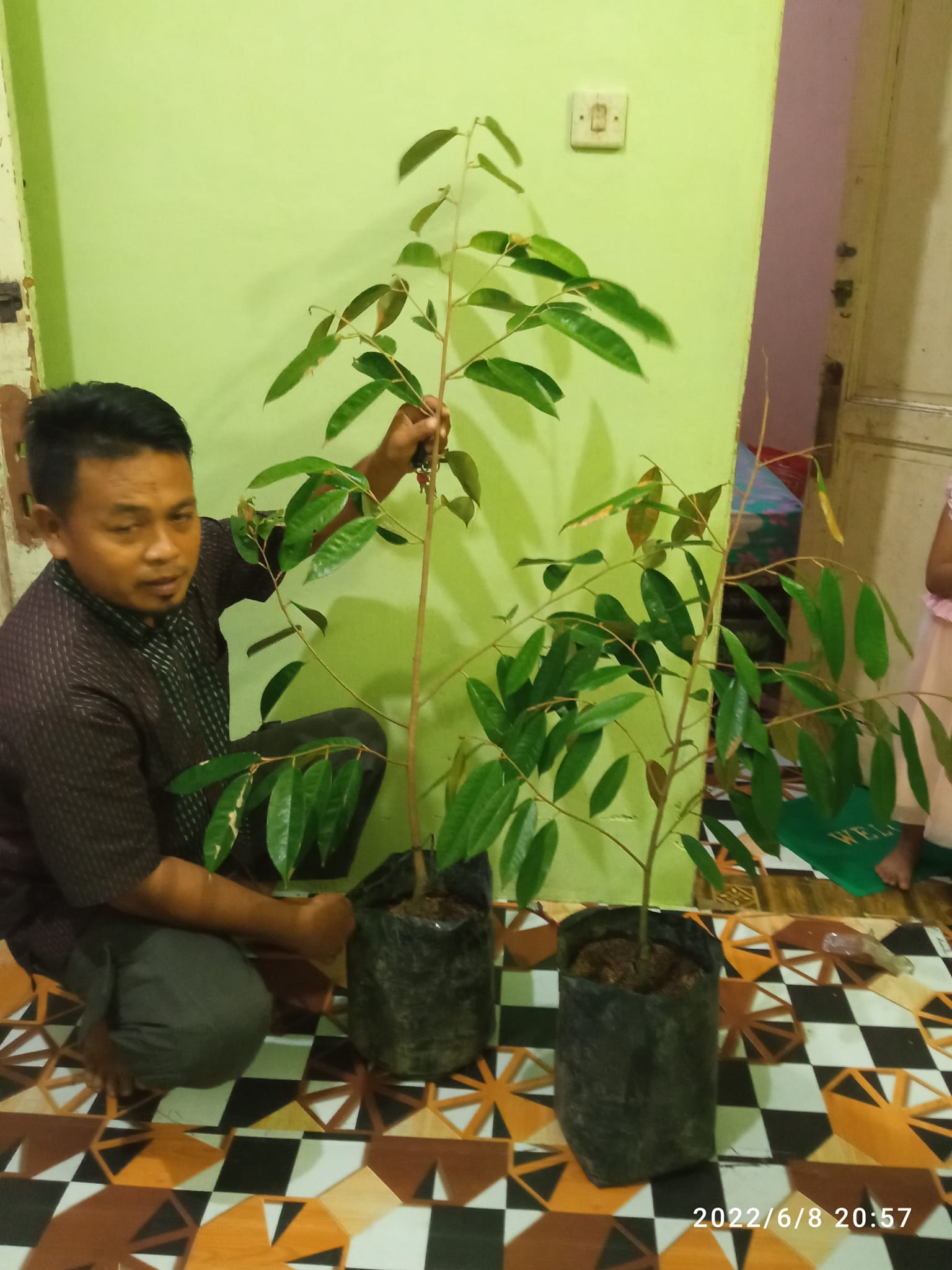 INSPIRASI BERKEBUN DURIAN | Facebook