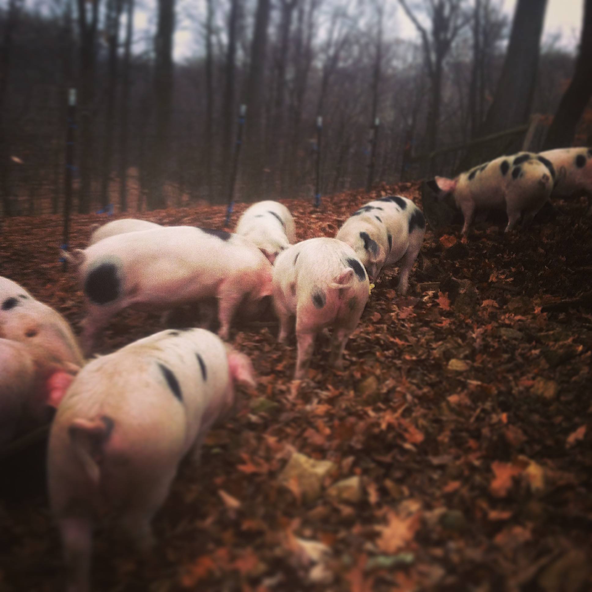 Ralston Farm