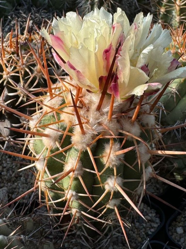 Copiapoa bridgesii in bloom with preserved pollen
