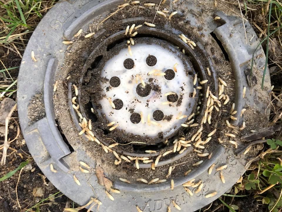 How to kill termites 101 #bcbugs... - Bc Exterminating 1 inc