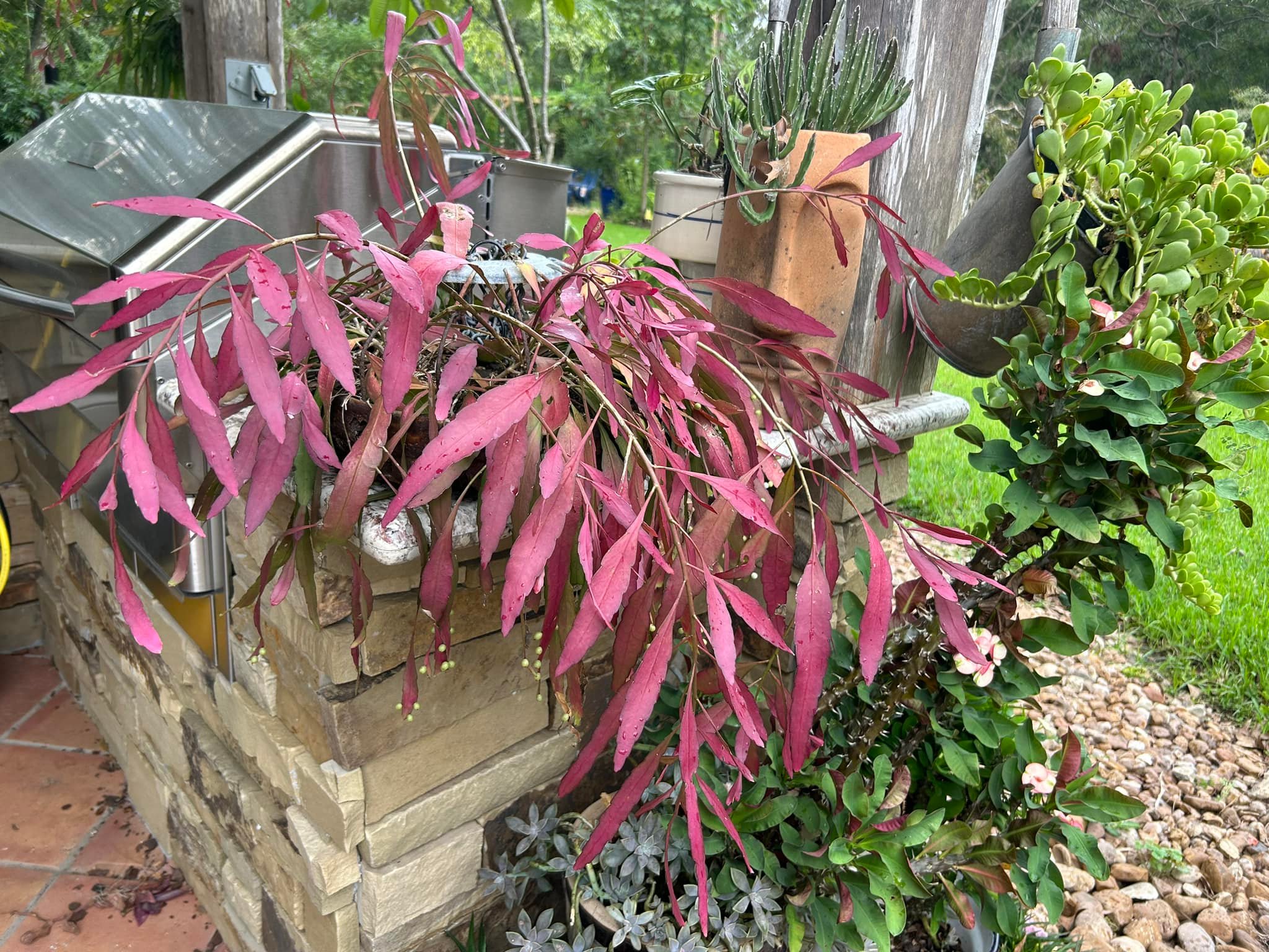 Acclimating Rhipsalis to Sunlight for Purple/Red Color