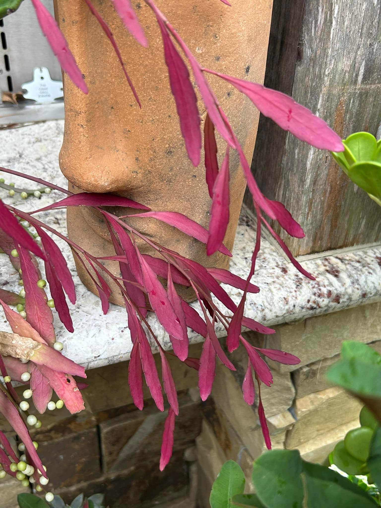 Acclimating Rhipsalis to Sunlight for Purple/Red Color