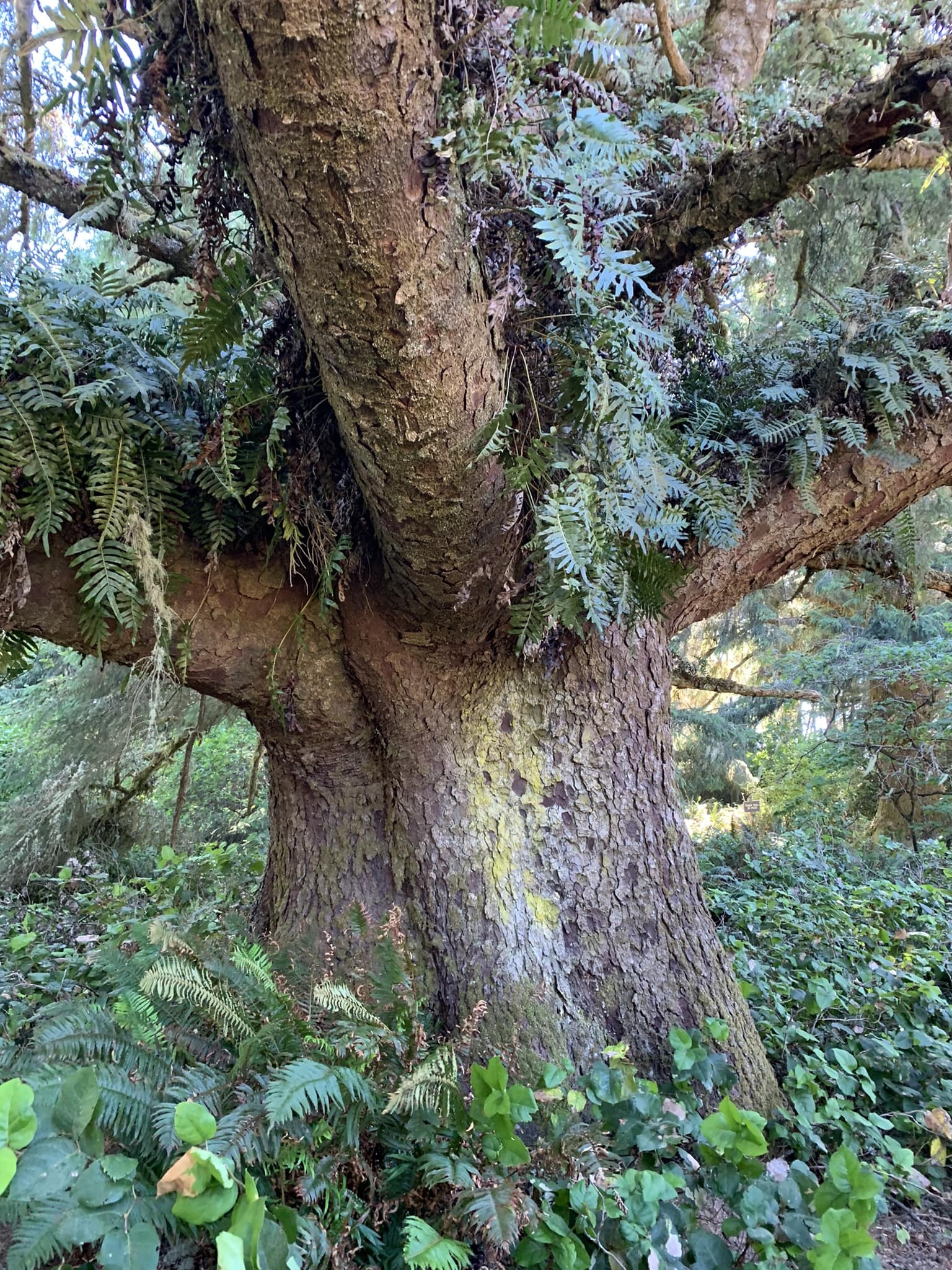 Twenty five years ago, the day after... - Tree Spirit Wisdom | Facebook