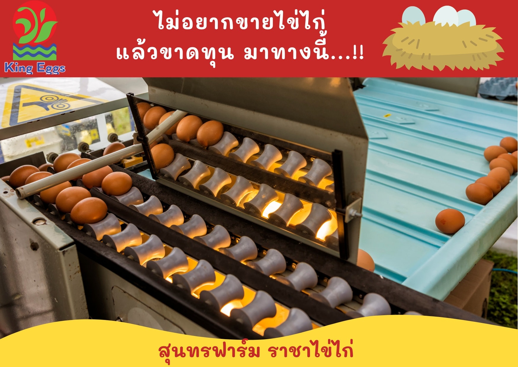 ขายไข่แบบไหนยิ่งขาย... - คิงส์ เอ้กส์ - ราชาไข่ไก่ - King Eggs