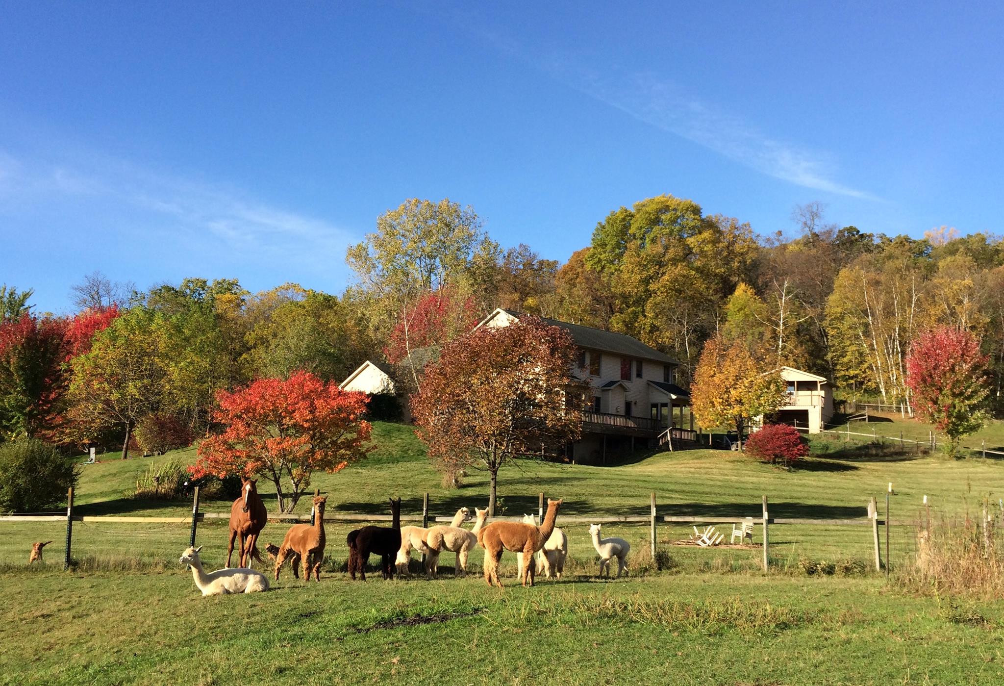 Double D Alpaca Ranch | Onalaska WI