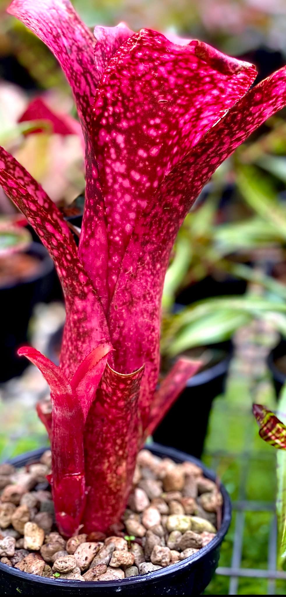 Billbergia, Bill Tarantella, Bill Big Mama and Bill Cherry Bomb.