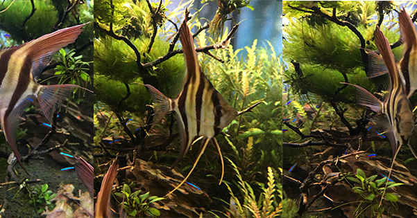 MemFish - We have plenty of snails for freshwater and saltwater tanks ...