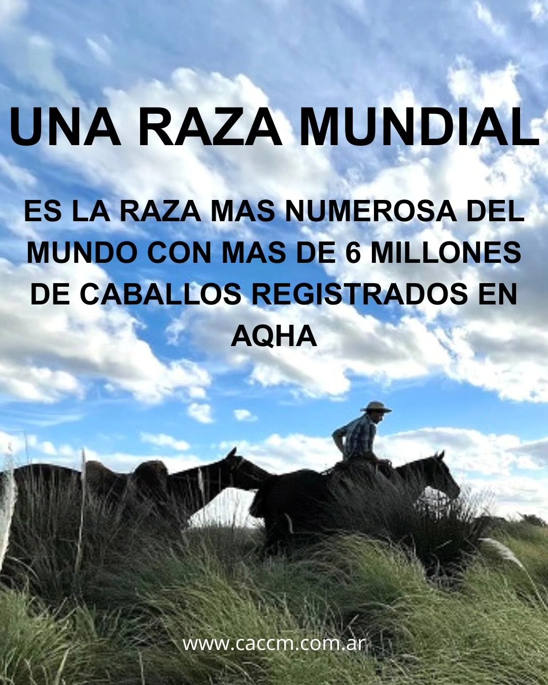 Criadore... - Criadores Argentinos de Caballos Cuarto de Milla