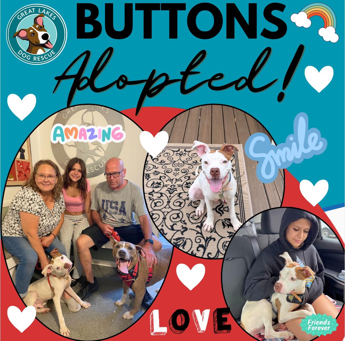 💖🐾 ADOPTED! 🐾💖 Sweet Buttons has... - Great Lakes Dog Rescue | Facebook
