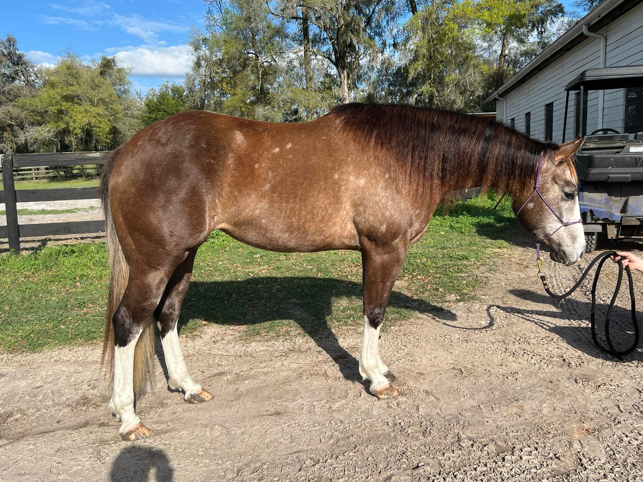 SOLD SS Chromed Out Cat... - Magnolia Performance Horses | Facebook