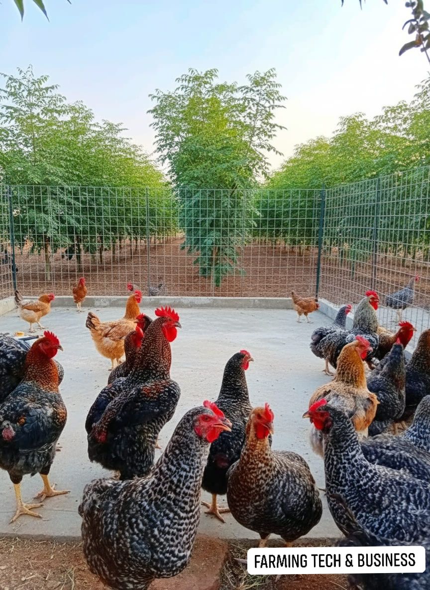 Farming - 🐔 RAISING LOCAL CHICKEN IN VILLAGE FOR MASSIVE INCOME Local ...