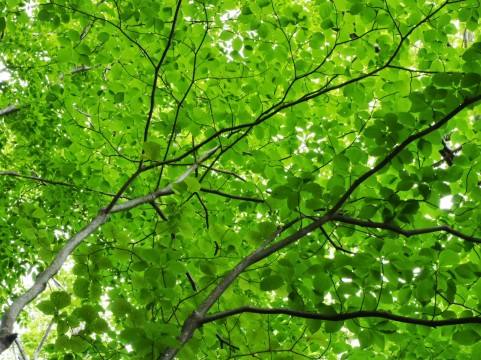 菓游 - 「夏木立 故郷近くなりにけり」子規 緑陰、に加え またひとつ、美しい季節の言葉を見つけました。 生い茂るほどに強い日差しを透かして ...