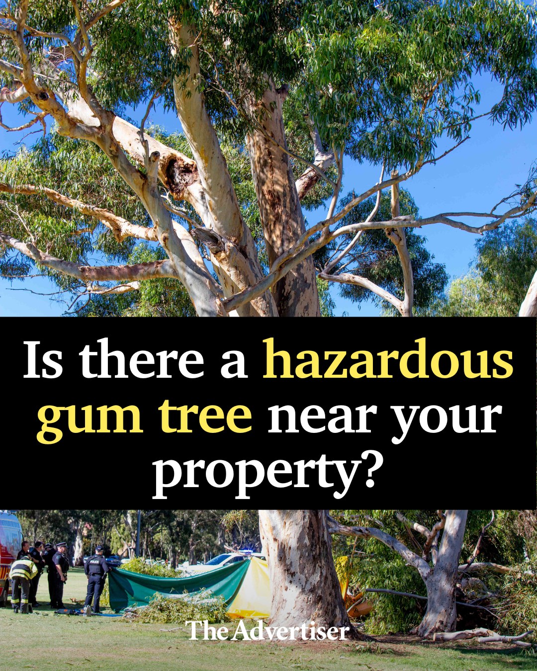 The Advertiser - 🗣️ Is there a high-risk gum tree that... | Facebook