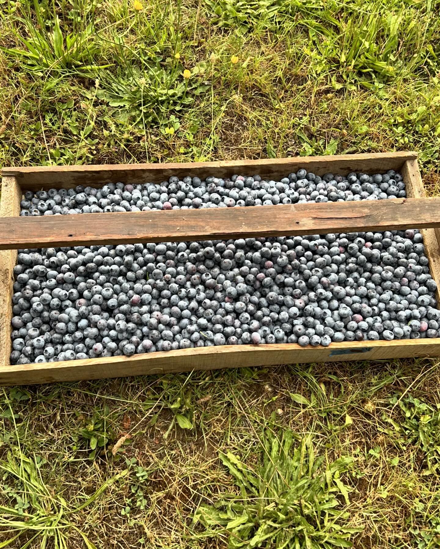 Blueberry Ridge Farm | Sherwood OR