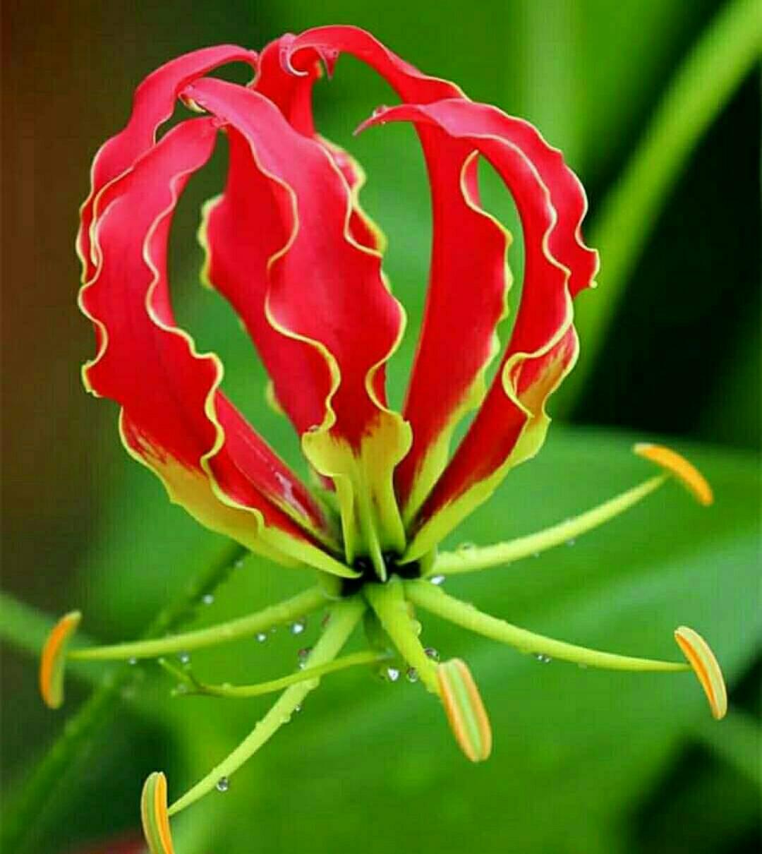 Hibiscus meyeri MALVACEAE FAMILY. Found Northern part of Tanzania 🇹🇿 in ...
