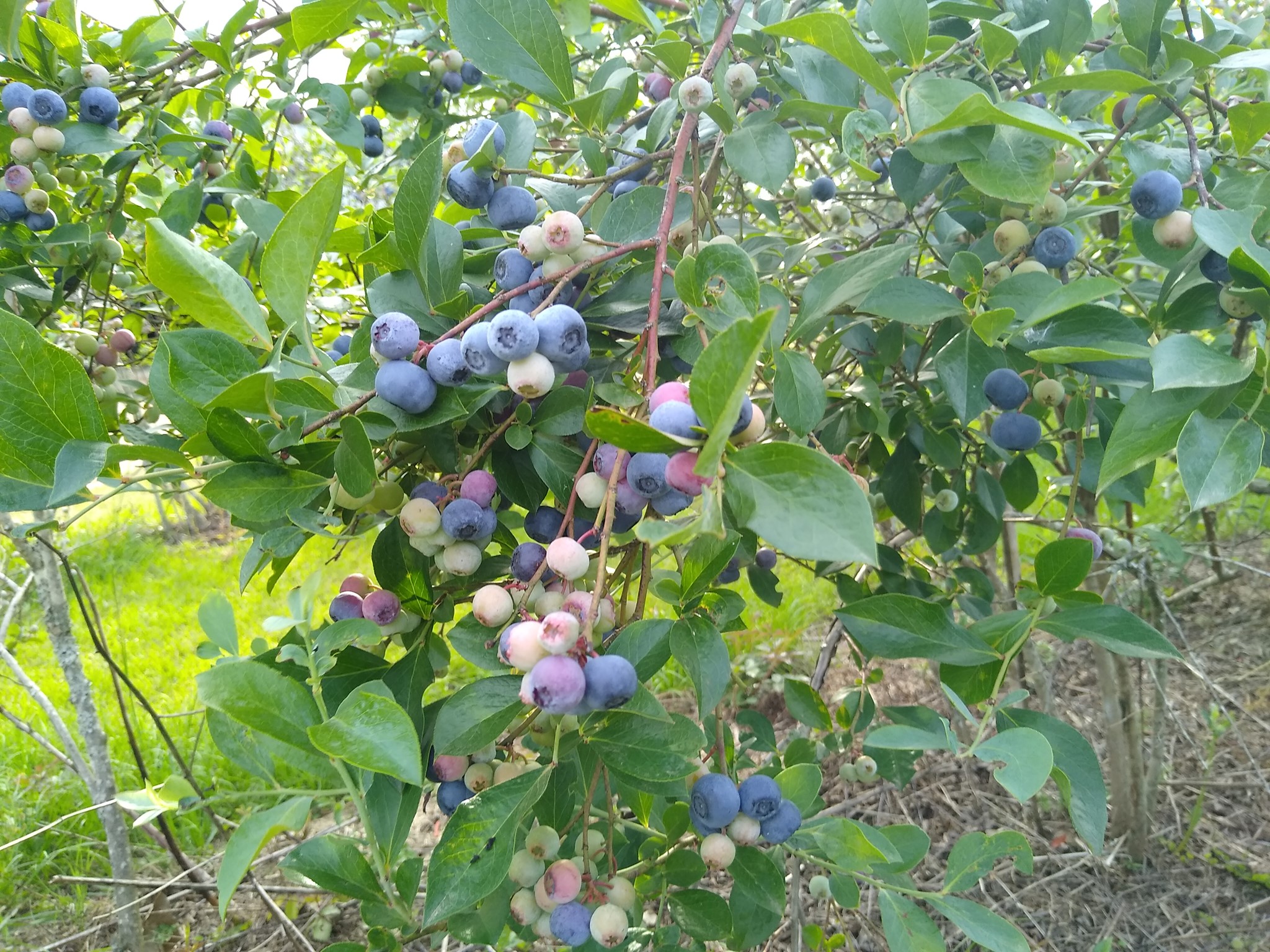 SunnySlope Berry FArm | McDavid FL