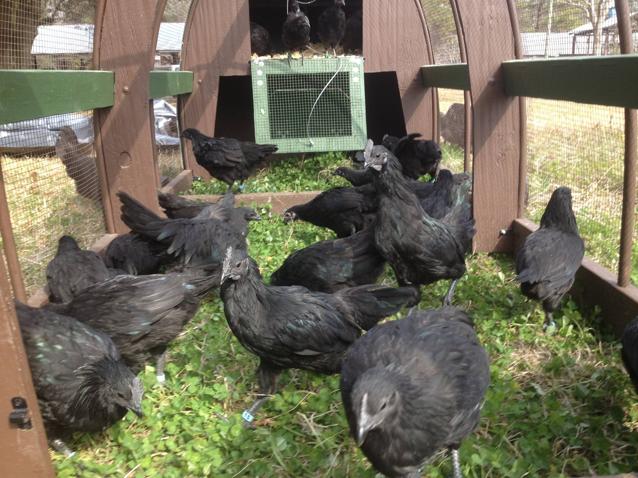 The new chicken tractor is working... - Gold Feather Farms