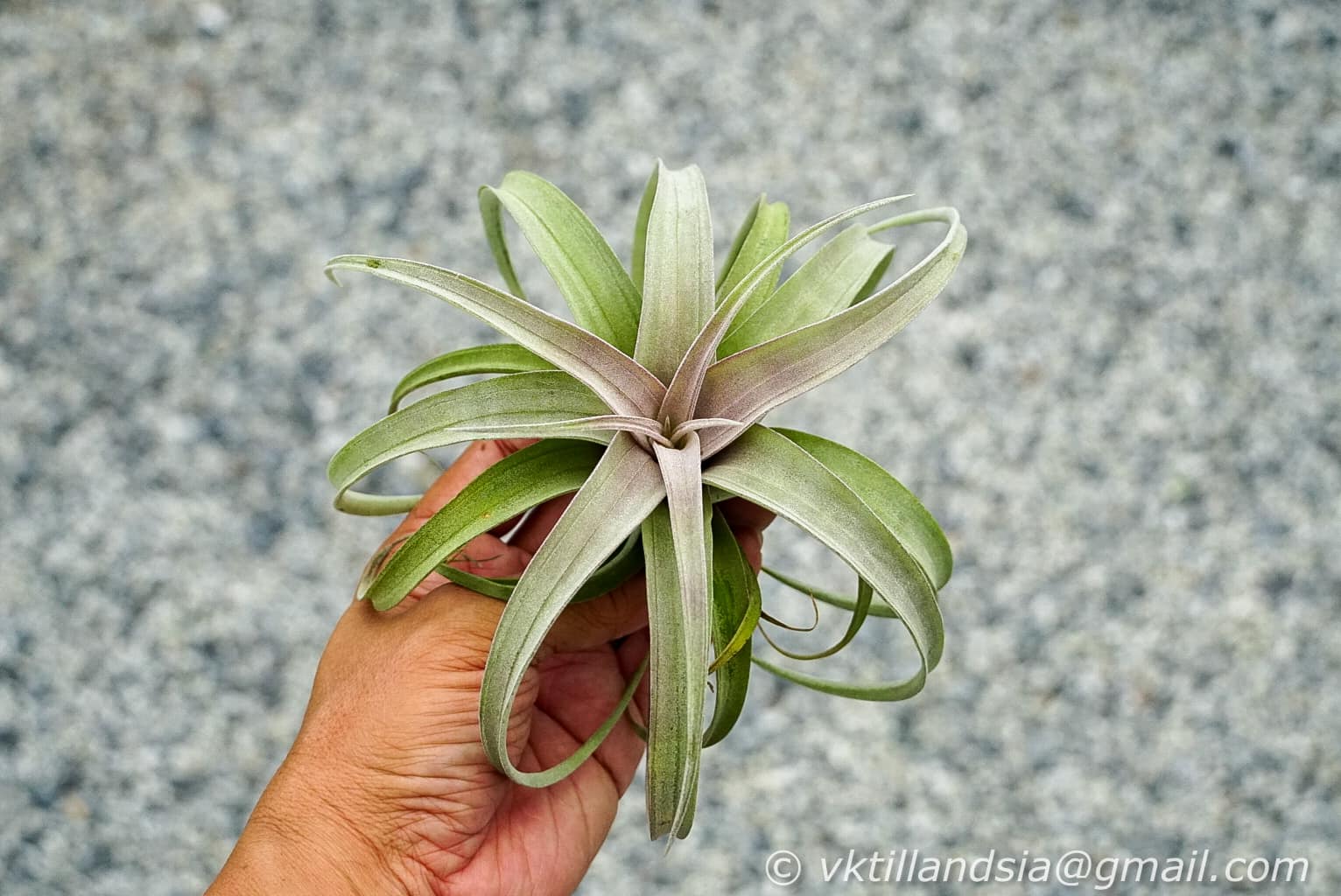 CYC Hybrid #551 - T.'Bea Correale' x T.intermedia Super white