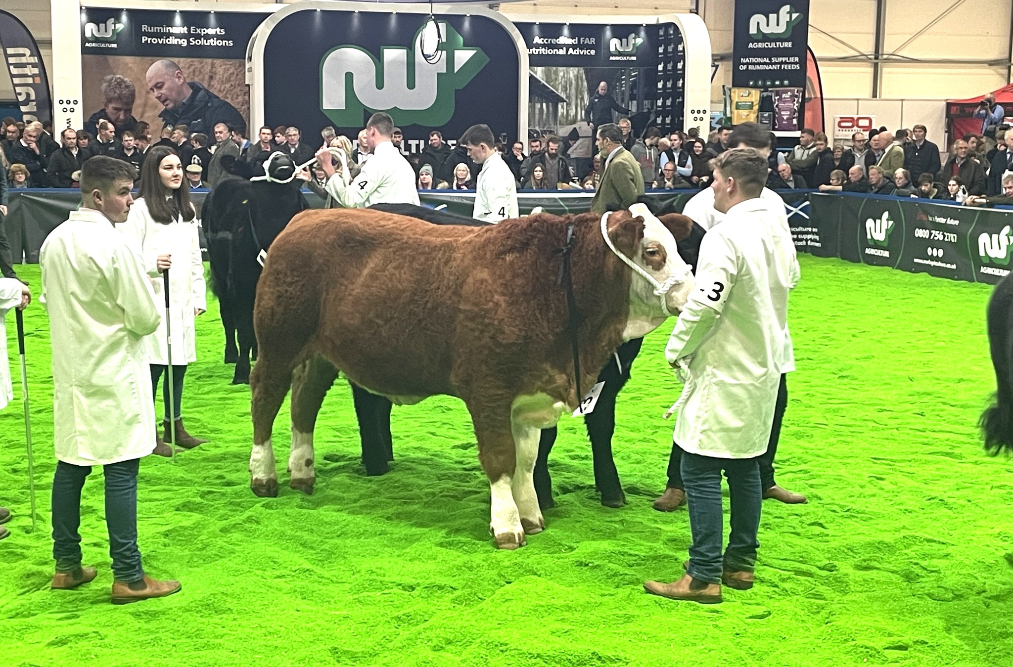 ⭐️👍SIMMENTALS FEATURED... - British Simmental Cattle Society | Facebook