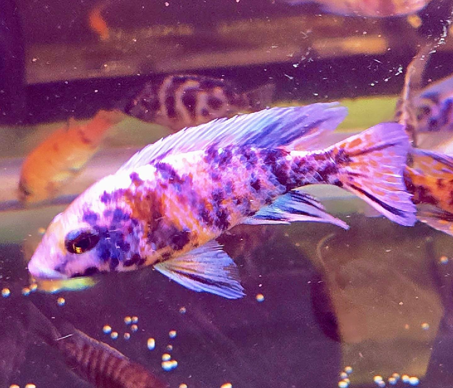 Kat's Fish Room | Voluntown CT