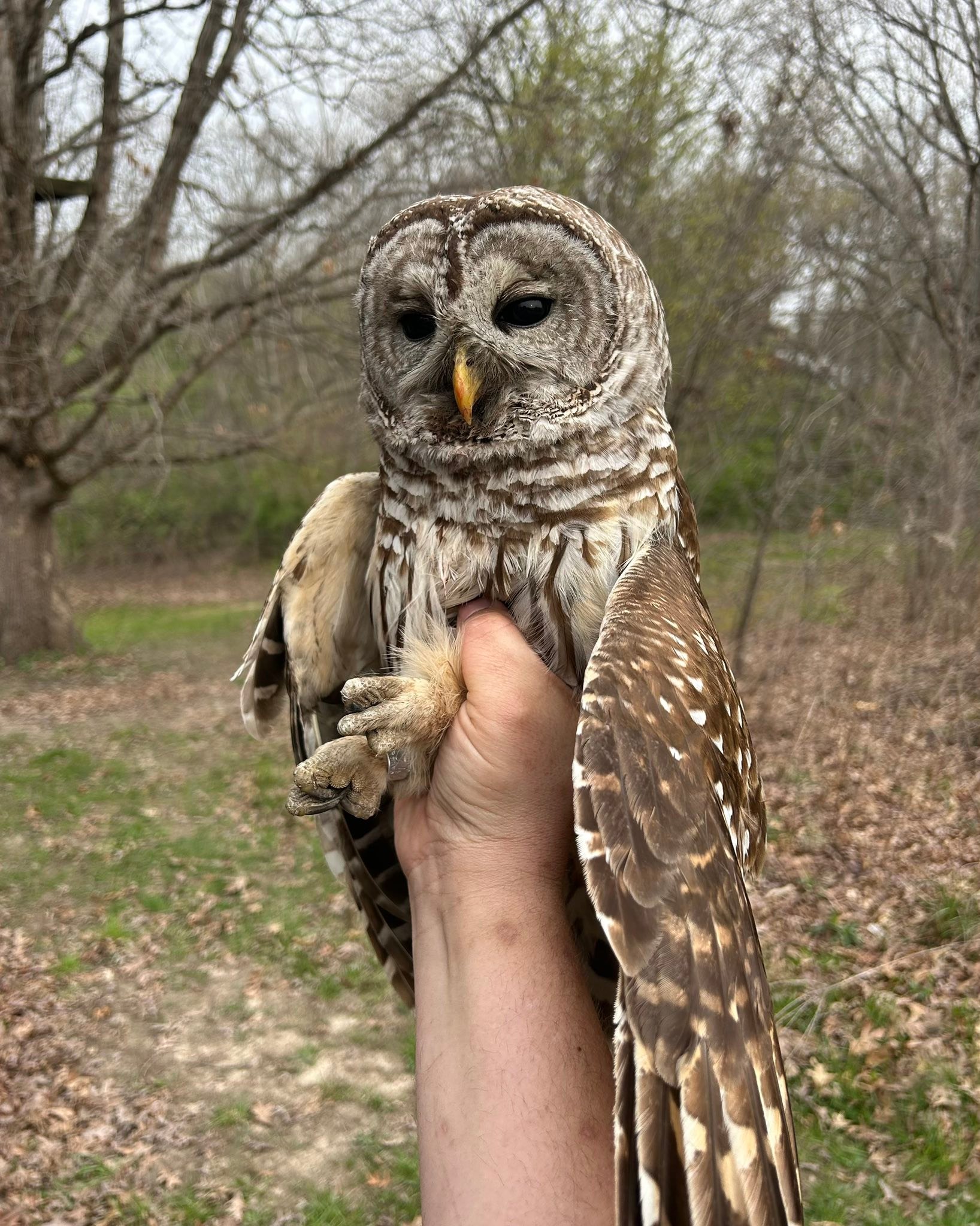 Illinois Raptor Center - A Barred Owl in the Superflight complex at the ...
