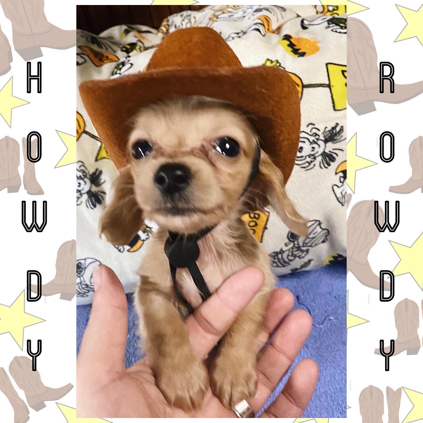 Howdy from Rowdy!... - Williamson County Animal Hospital | Facebook