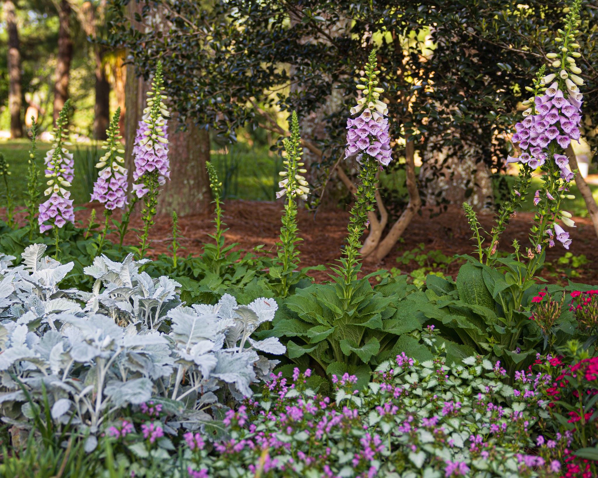 LSU AgCenter Home Grounds Series