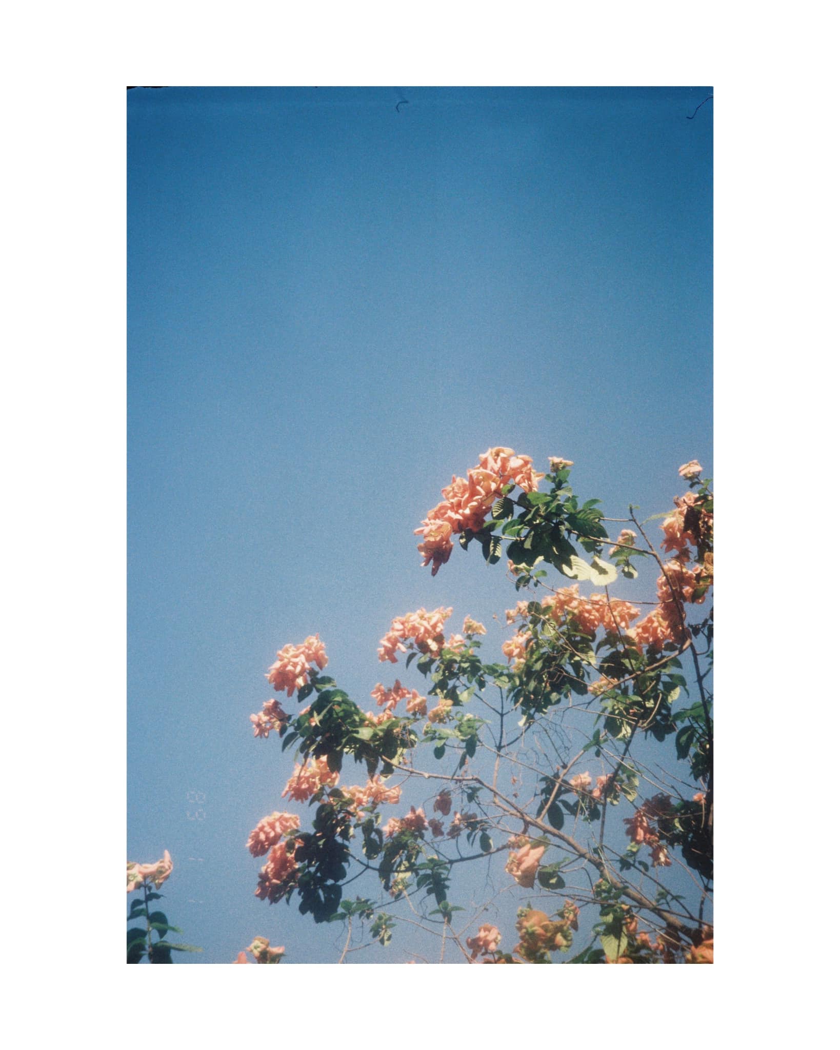 Canon Autoboy WT28 shots with Fuji200 film