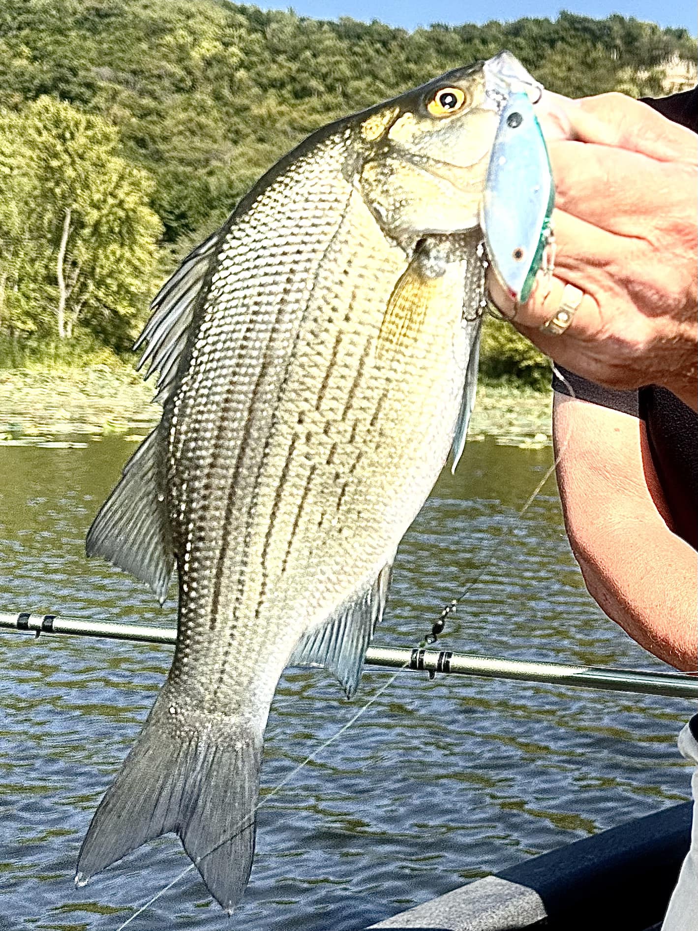 boggs fishing lures THINNEST STRONGEST BRAID, A Add Leader:400# Mono Double Tail Grub Type_Specialty Hook