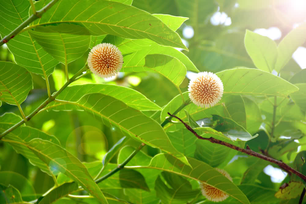 The Kadamba tree (Neolamarckia... - Indian Encyclopedia
