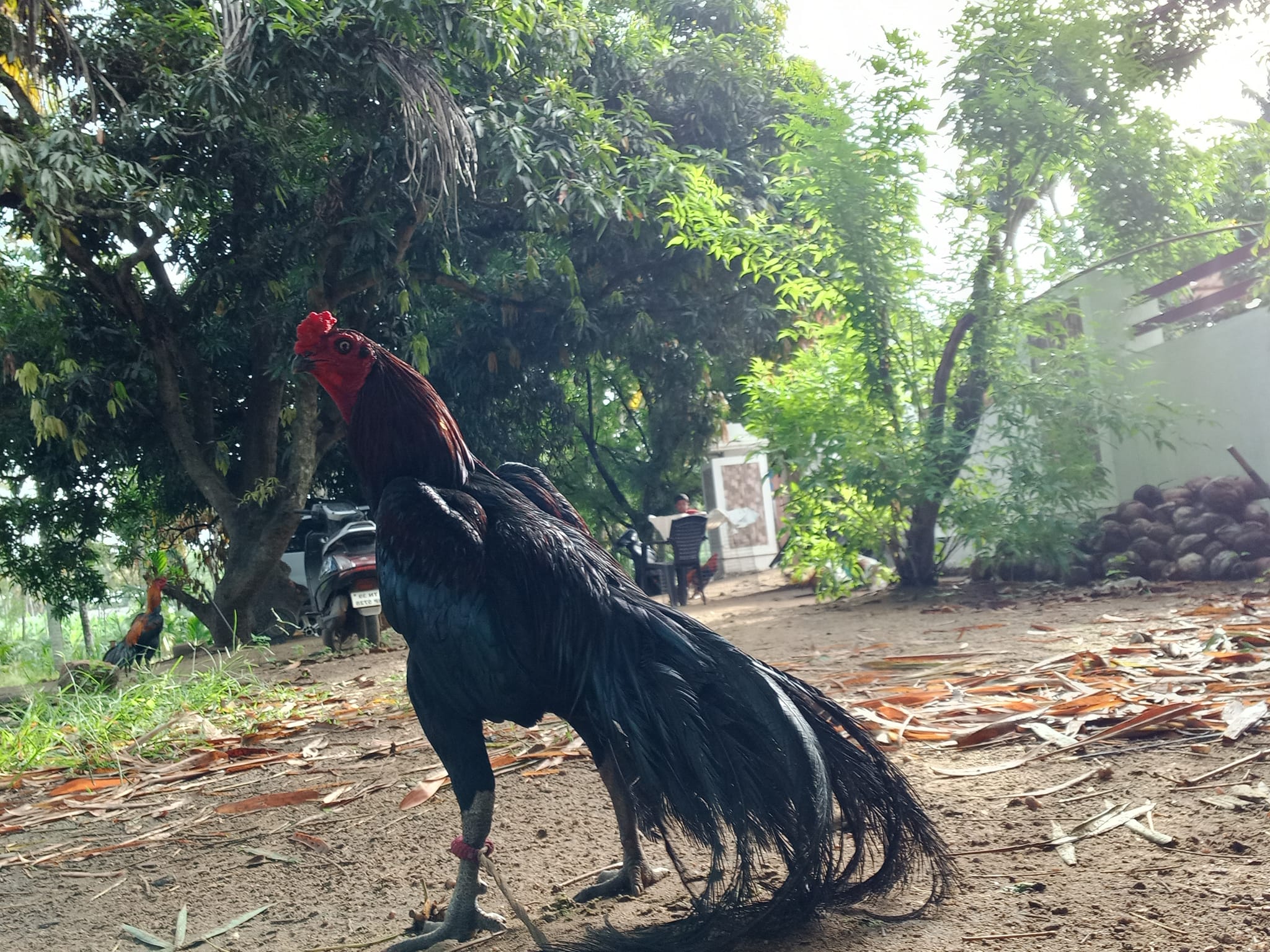 M k seval Farm