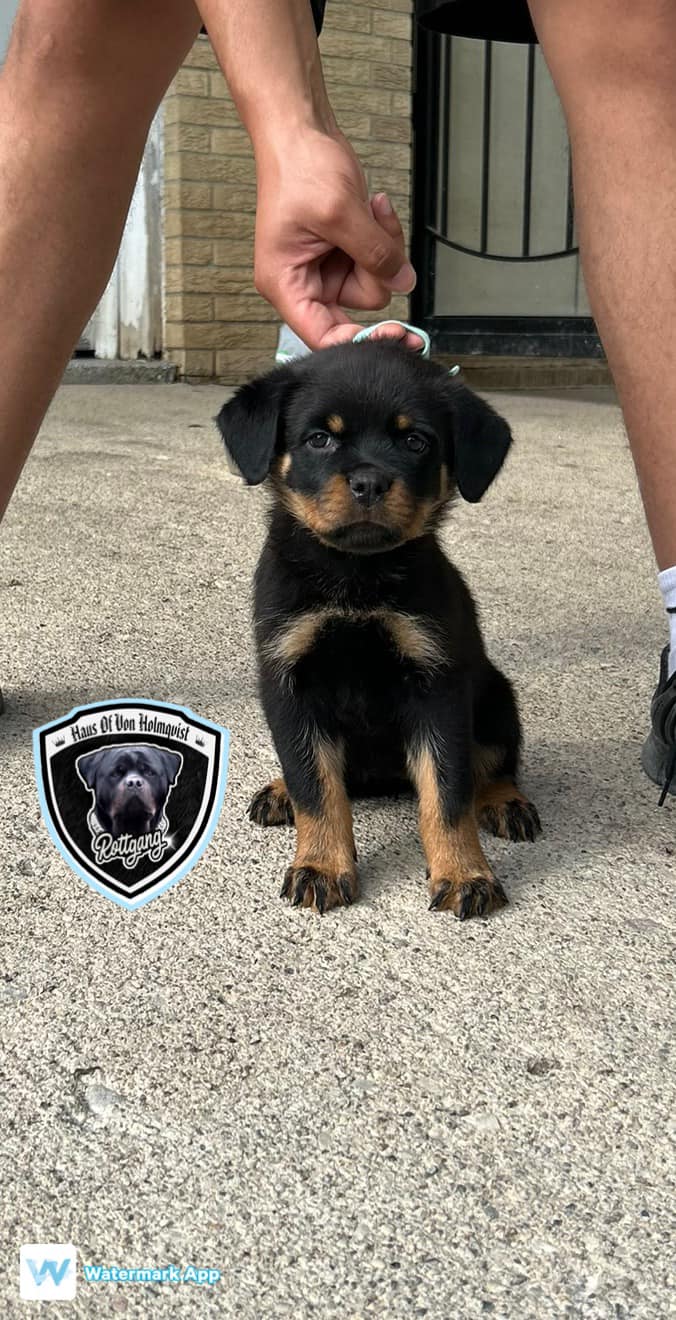 Rottgang Rottweilers