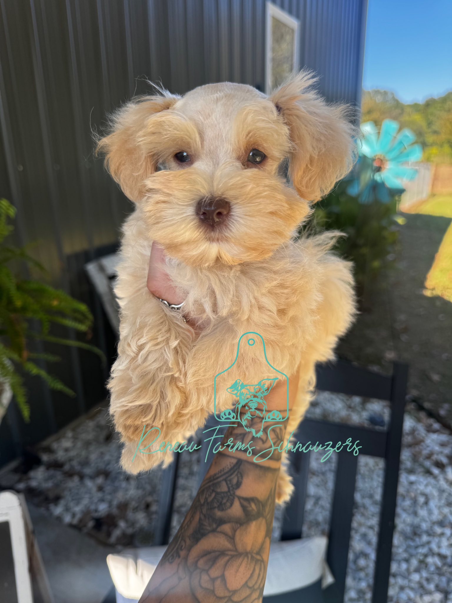 Reneau Farms Schnauzers added a... - Reneau Farms Schnauzers