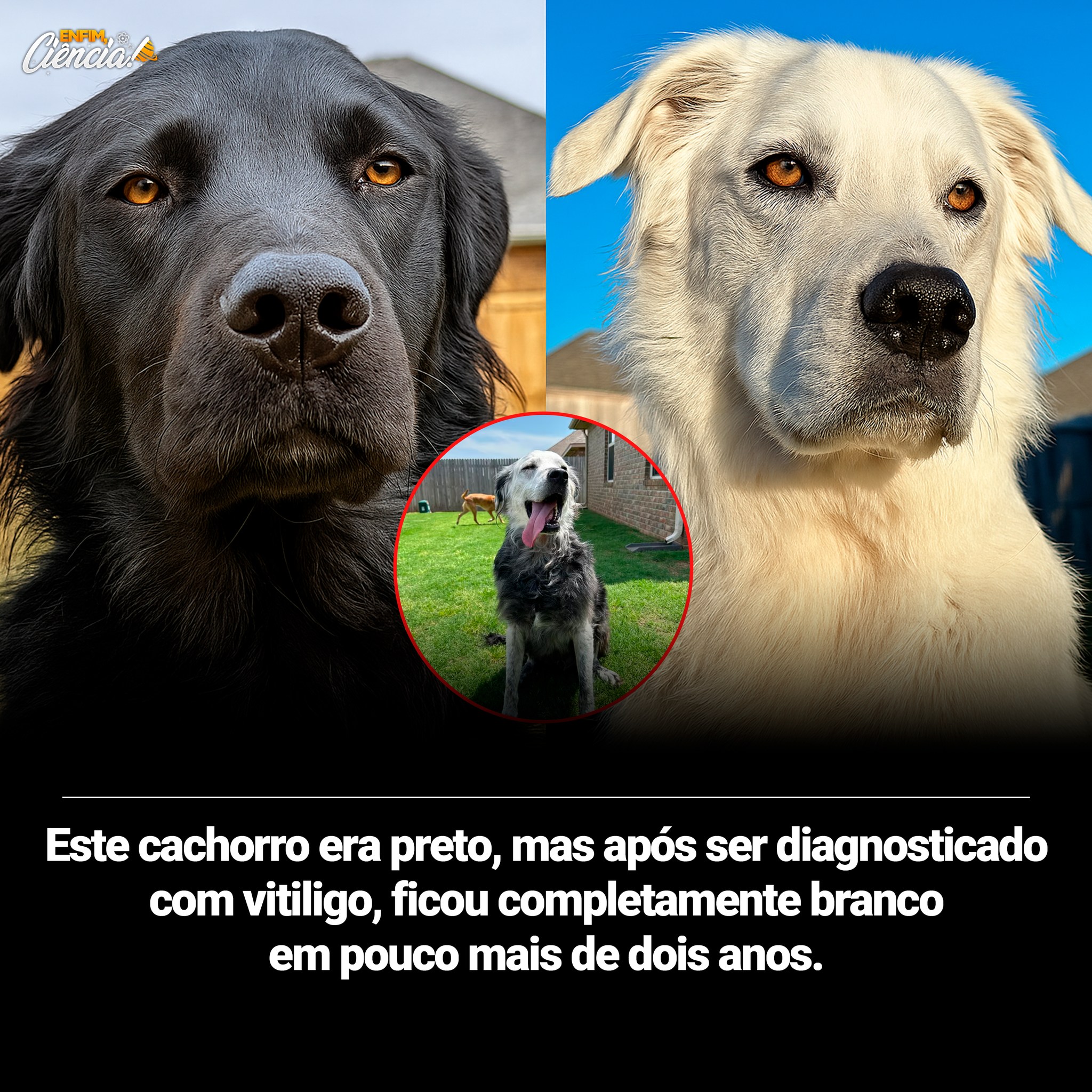 Enfim, - Buster, um labrador preto de 4 anos de Oklahoma, nos Estados ...