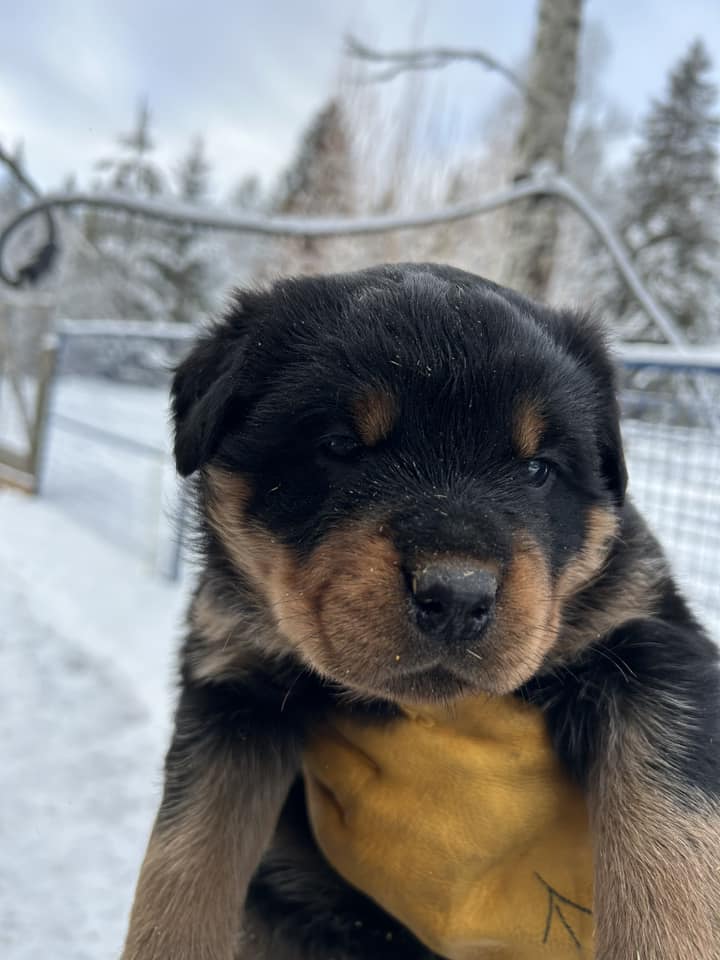 Riverview Rottweilers