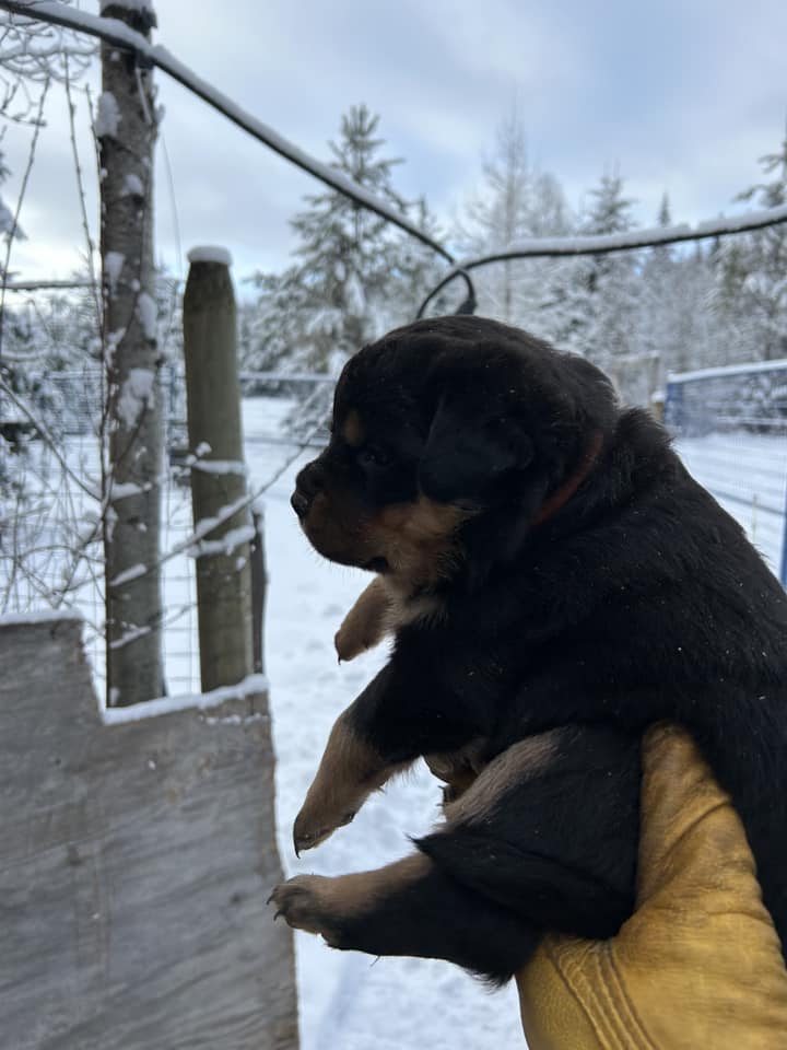Riverview Rottweilers