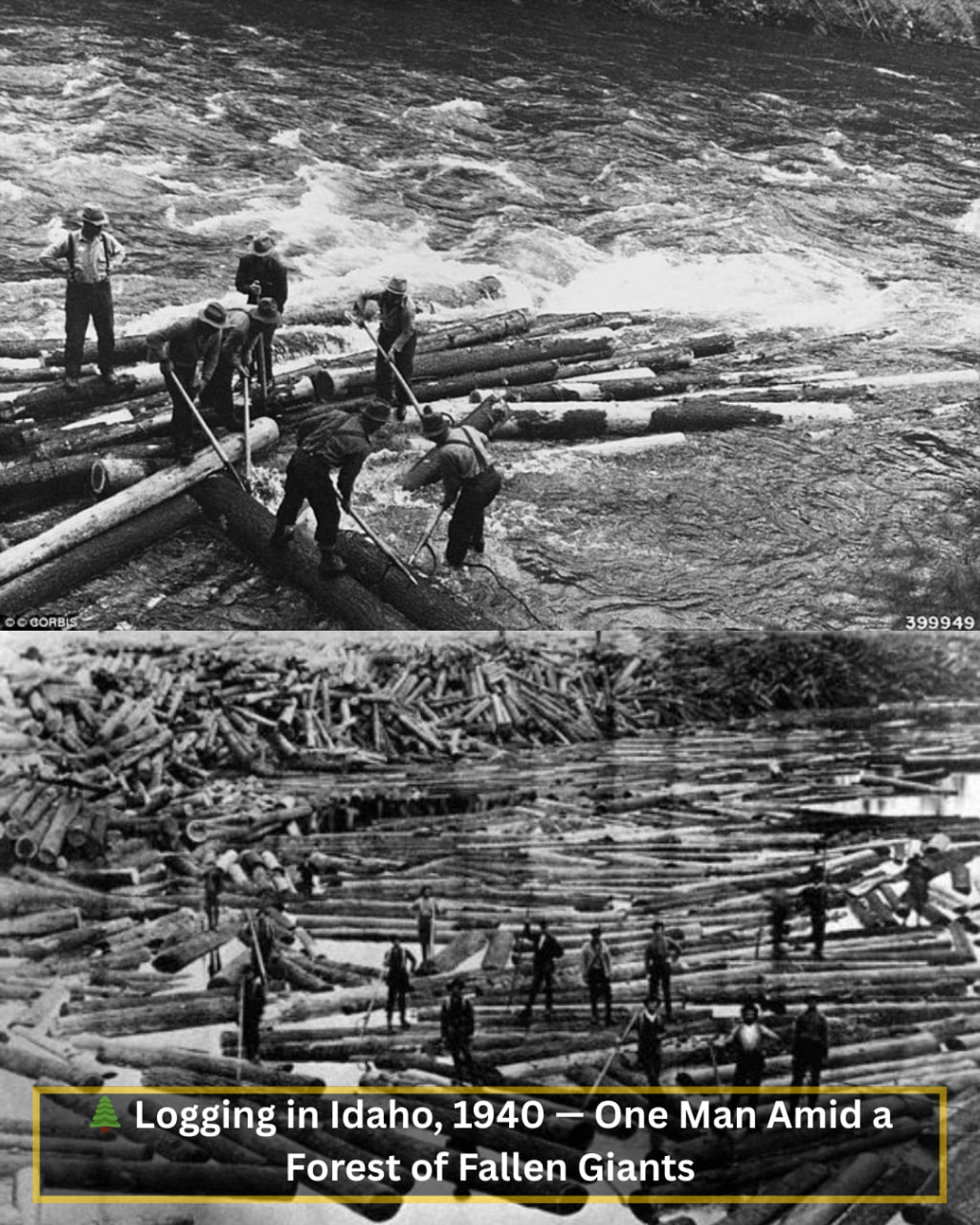 The Time - 🌲 Logging in Idaho, 1940 — One Man Amid a Forest of Fallen ...