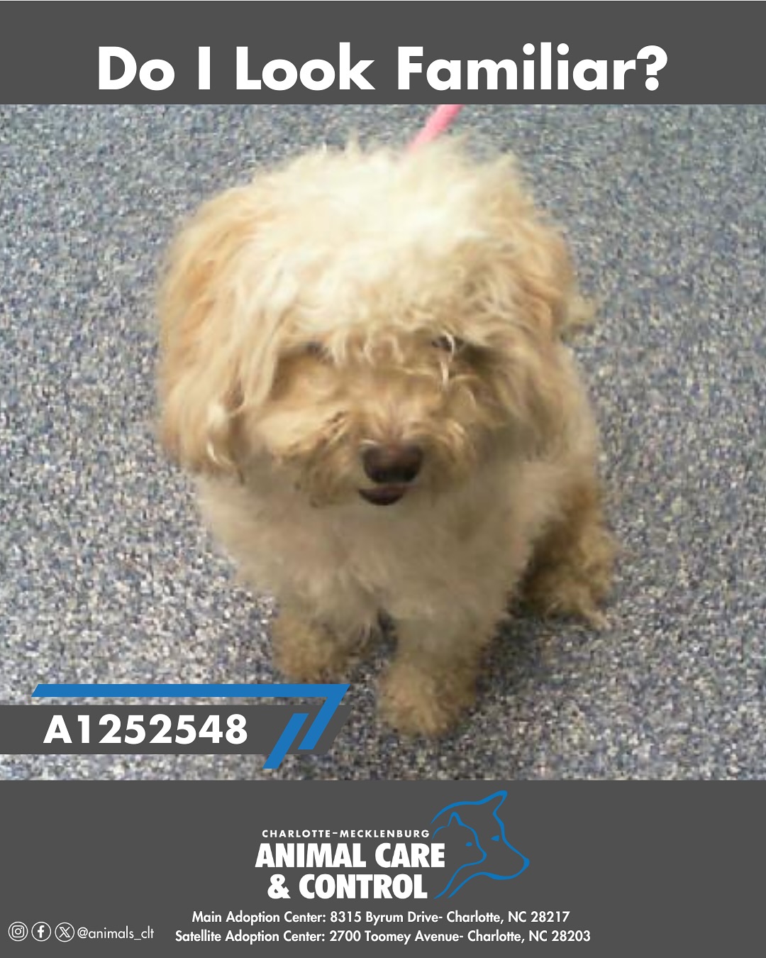 Friends of Charlotte-Mecklenburg Animal Services | Charlotte NC
