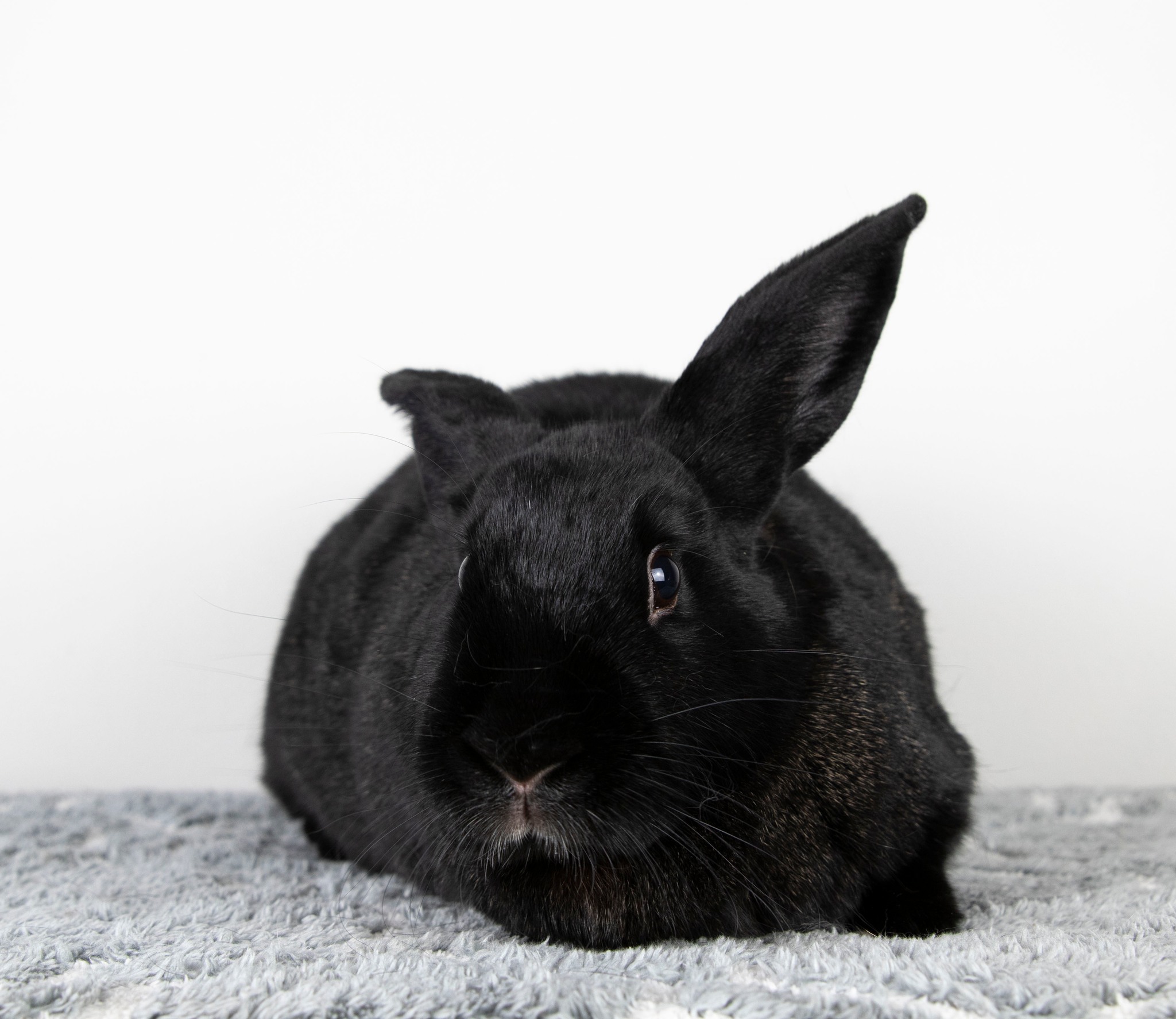 Meet your dream-bunny...... - Long Island Rabbit Rescue Group