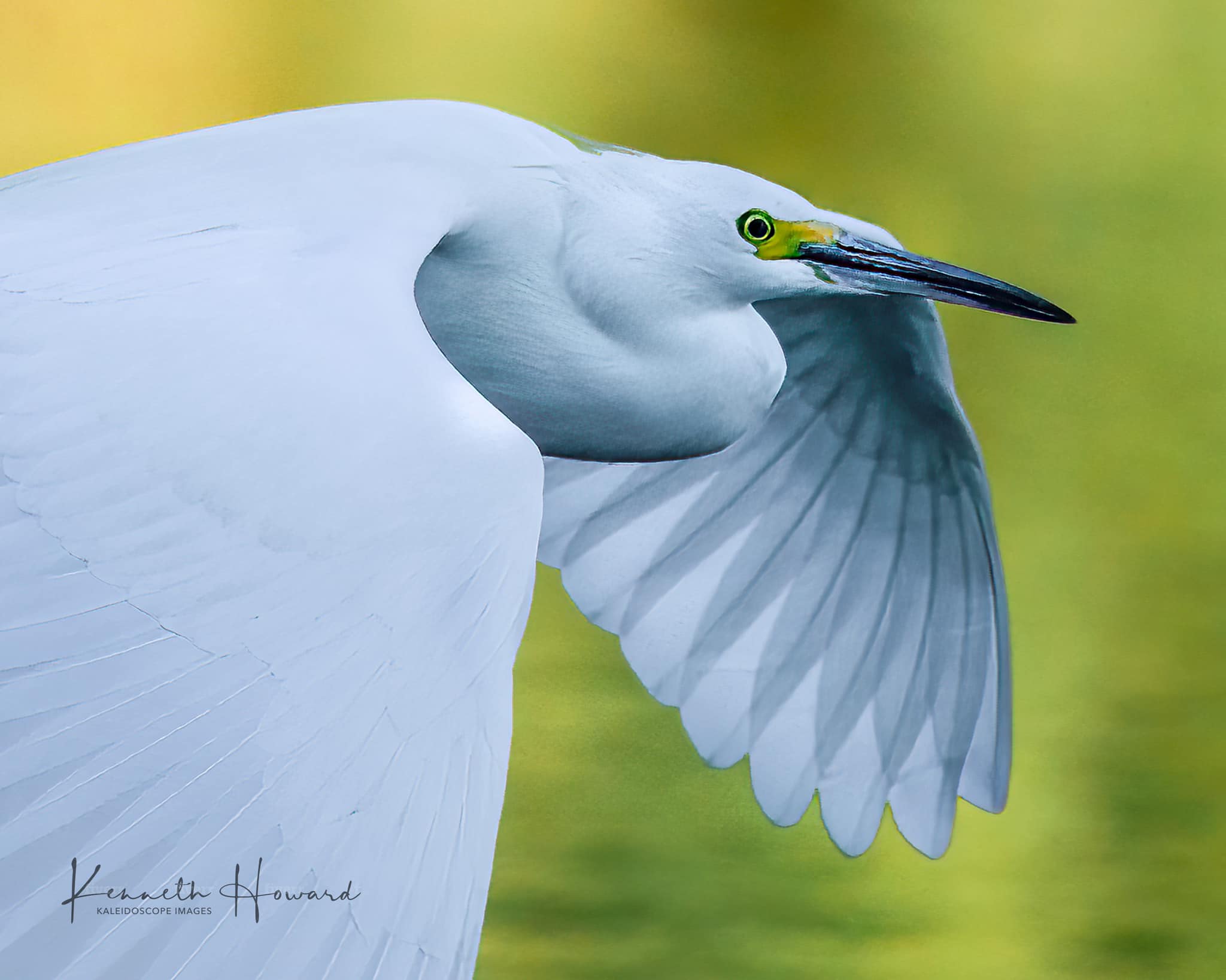 Sentry60 flight encounter with white egrets