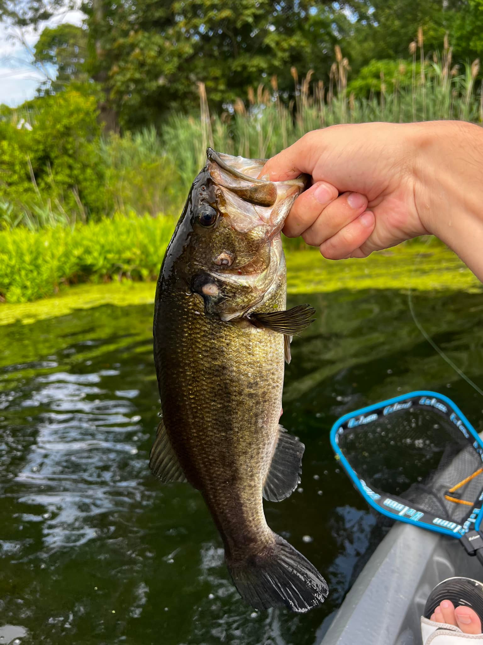 daiwa dendoh tanacom bull 1000 electric reel Shop the Sale Perfect for anyone whos #orvis Daiwa Tatula 300 Reel Model:6000D-H
