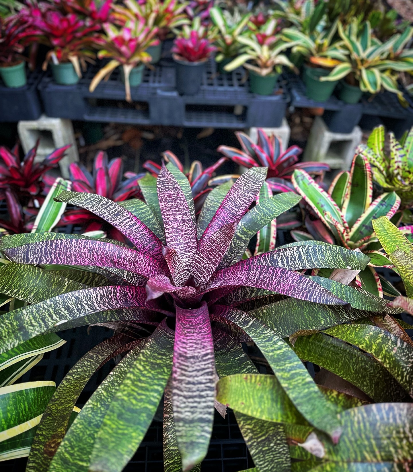 ブロメリア・エアープランツ Vriesea Dream Catcher x Hawaian Ruby Vriesea Dream catcher x Hawaiian Ruby .