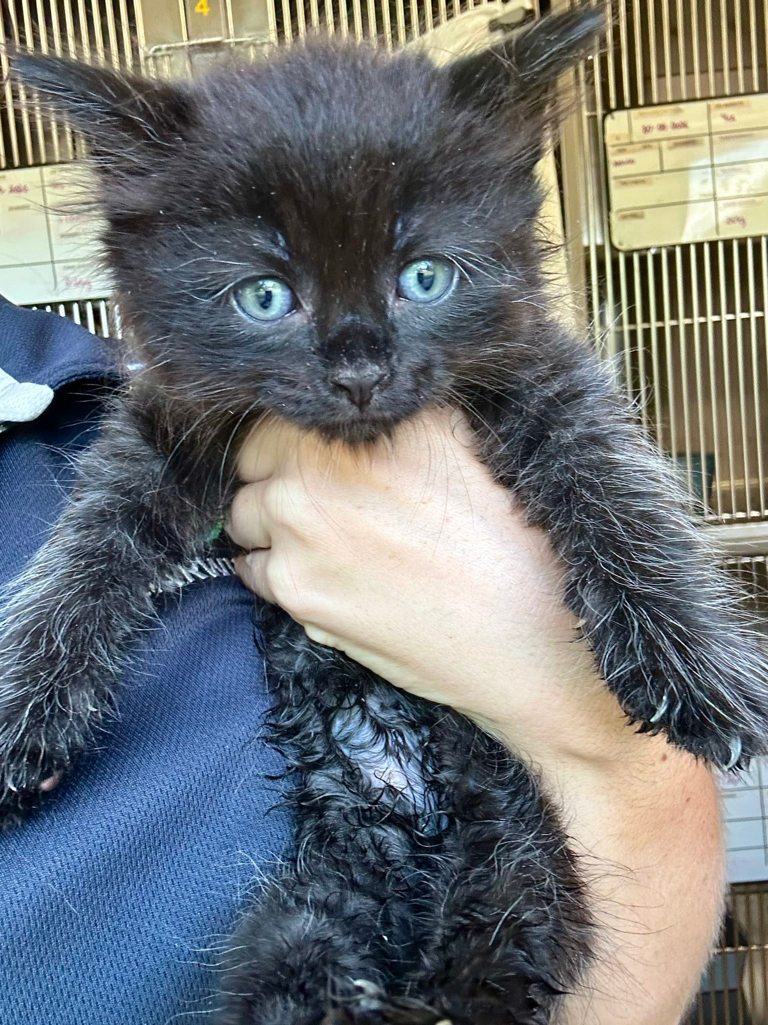 DACS Inc - 🩵 DIRECT ADOPTION 🩵 Name - Zorro Age - 8 Weeks... | Facebook