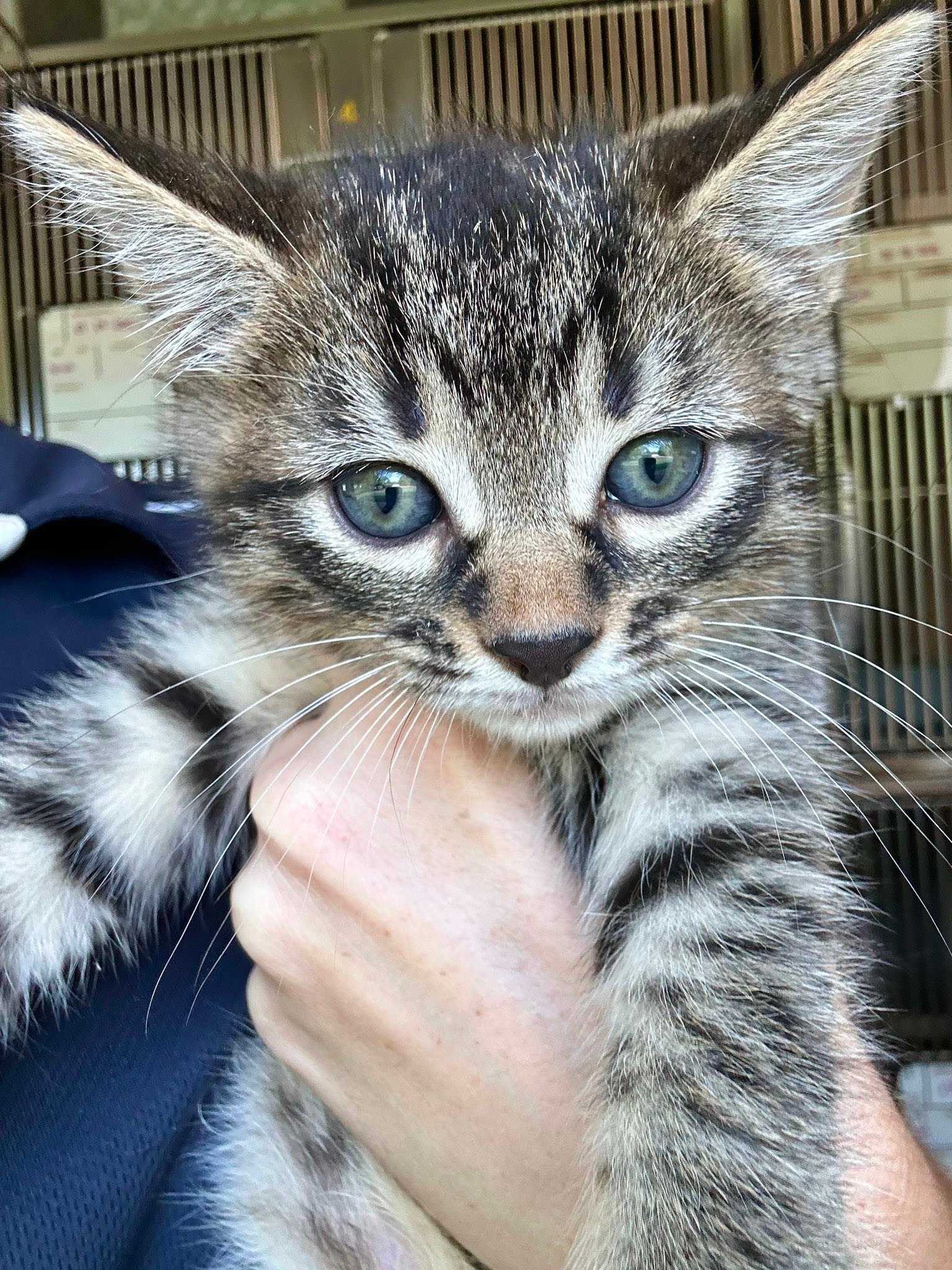 DACS Inc - 🩷 DIRECT ADOPTION 🩷 Name - Zahli Age - 8 Weeks... | Facebook