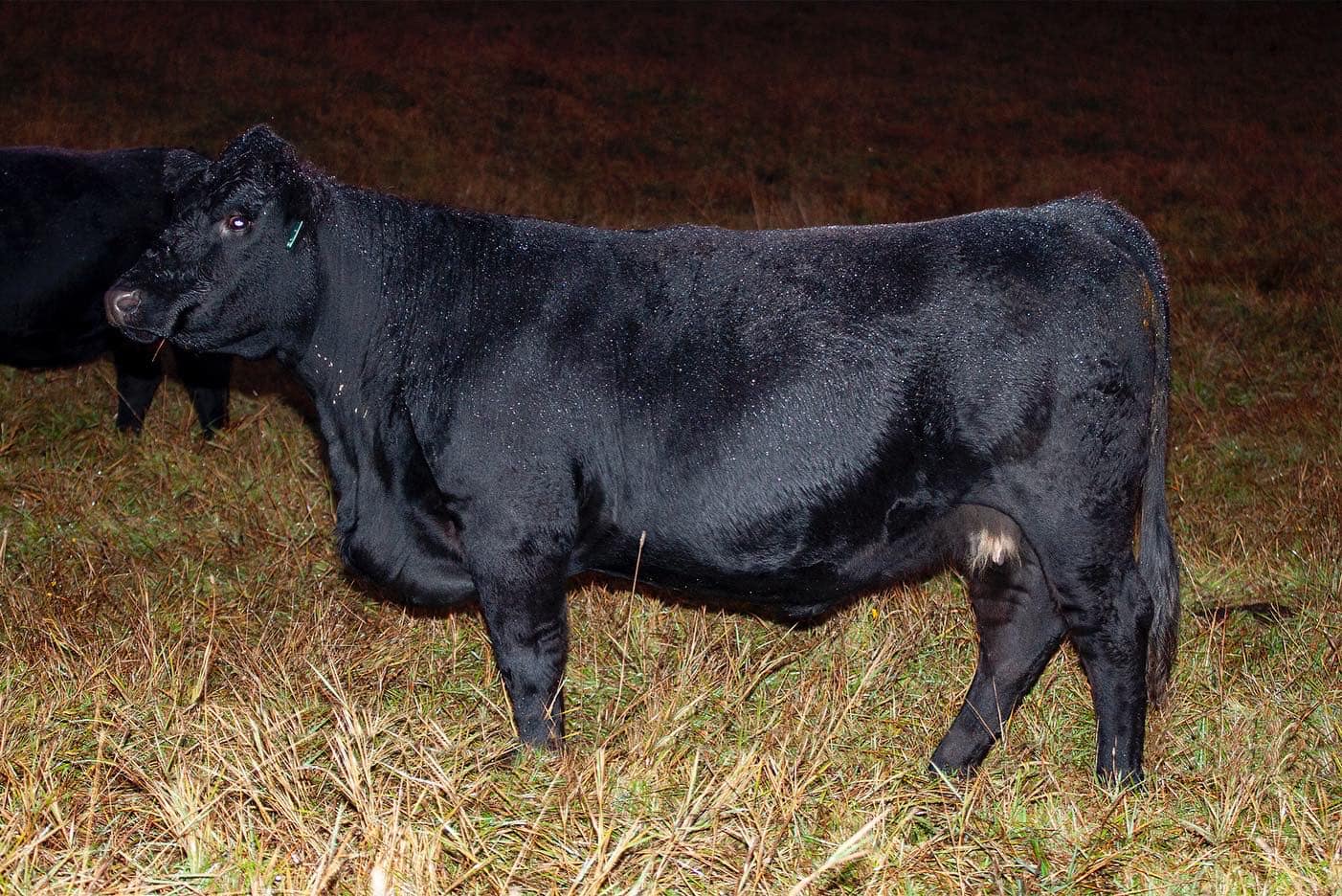 Keystone Livestock | Cookshire QC