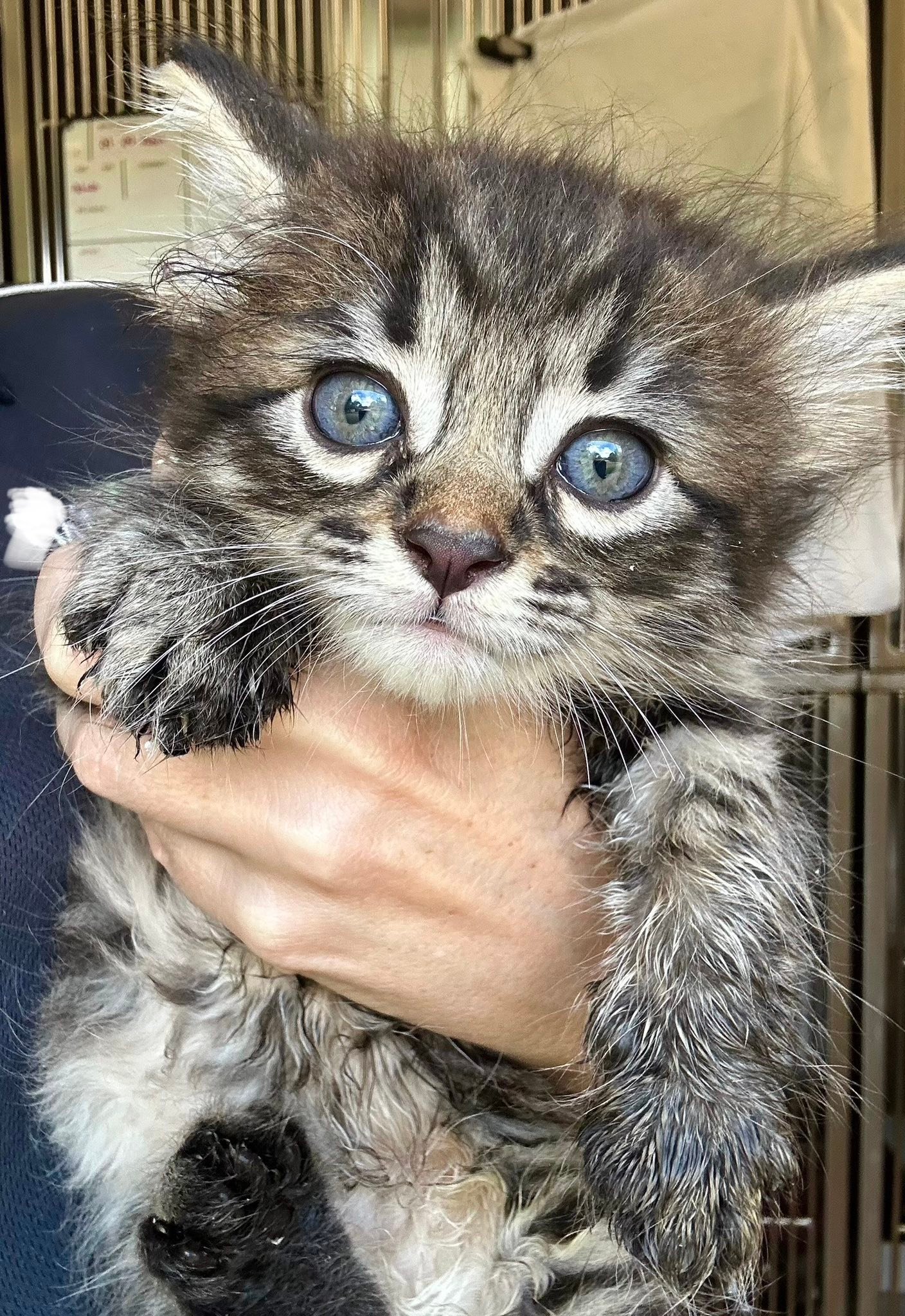 DACS Inc - 💙 DIRECT ADOPTION 💙 Name - Gizmo Age - 8 Weeks... | Facebook