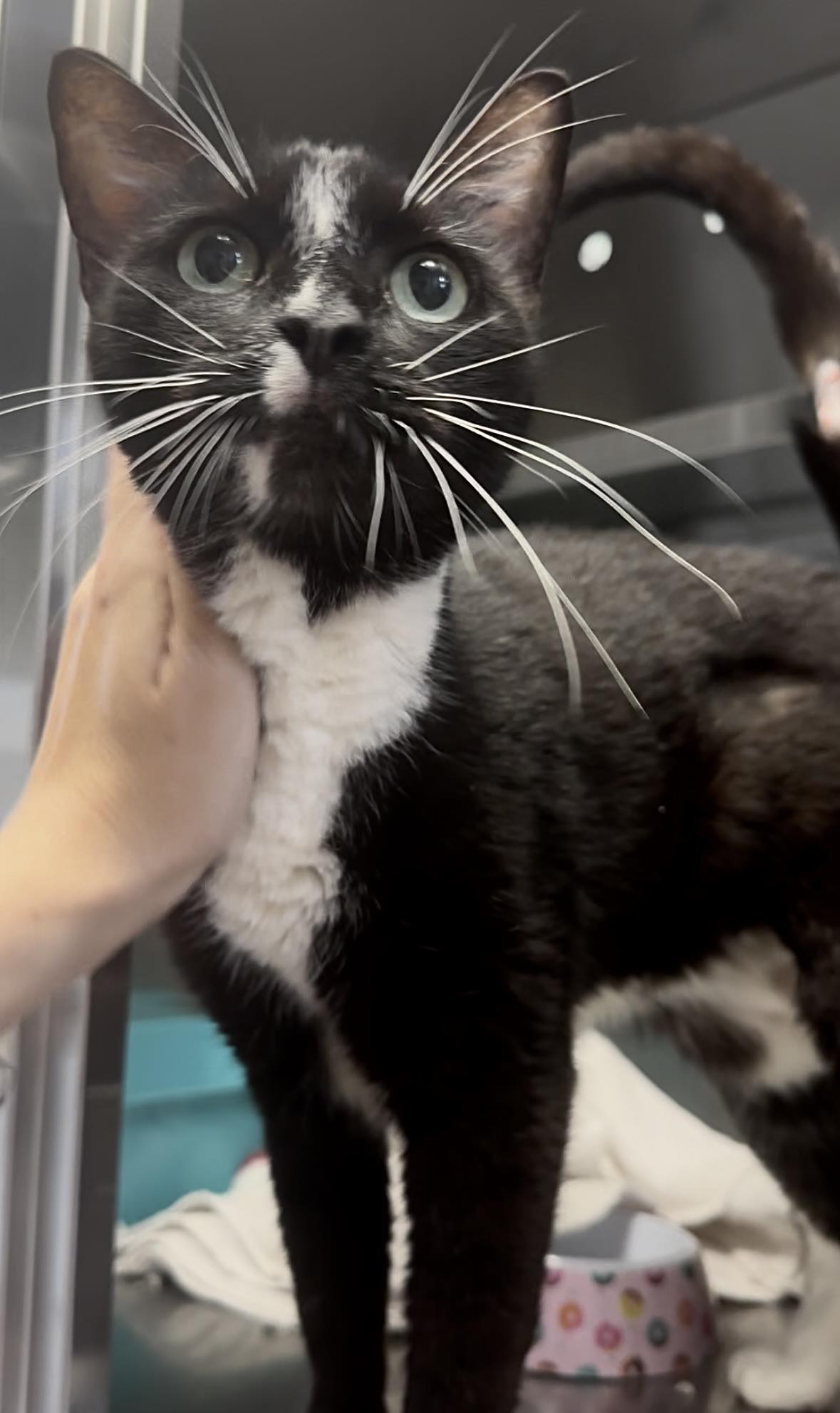 DACS Inc - 💜 DIRECT ADOPTION 💜 Name - Millie Age - 2... | Facebook