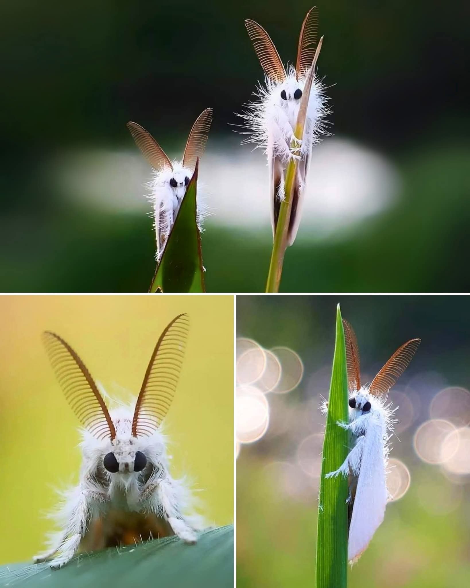 Beautiful - 🔥 This is the VENEZUELAN POODLE MOTH – The Fluffy Moth That ...