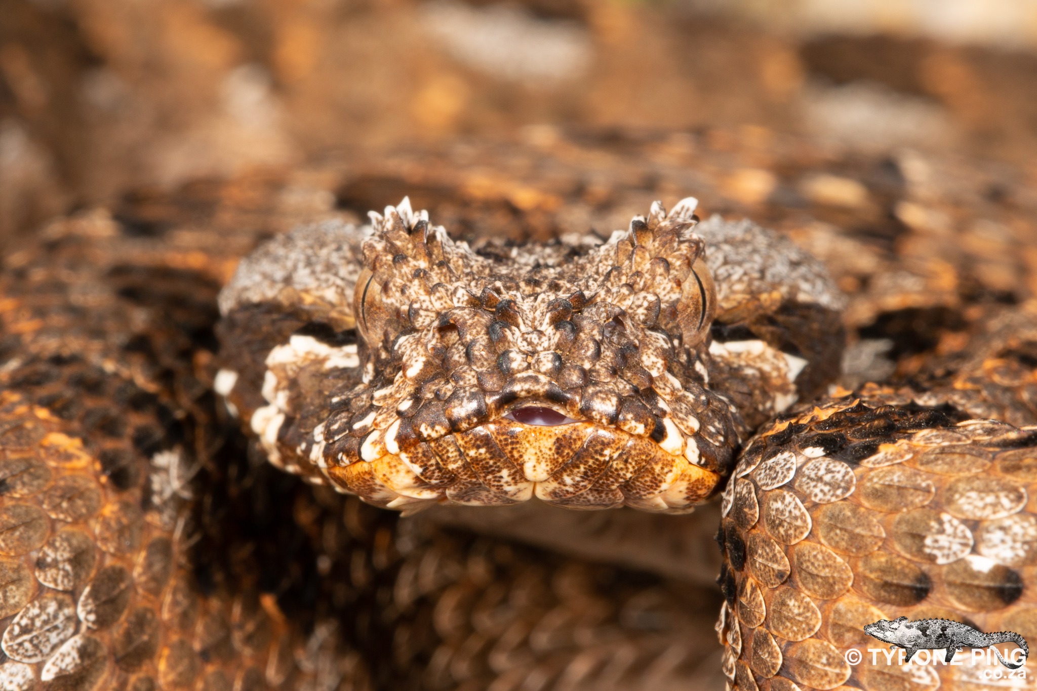 Bitis... - Tyrone Ping - Herpetofauna of Southern Africa | Facebook