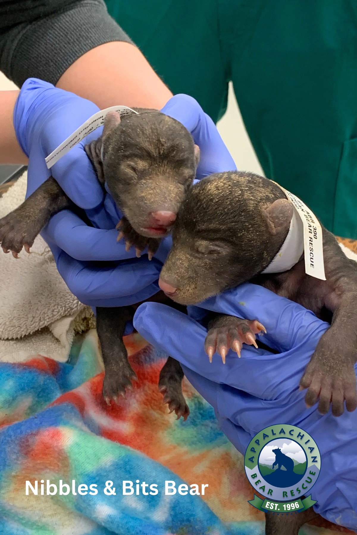 SLAUGHTER TO PREVAIL's ALEX TERRIBLE Adopts Two Bear Cubs